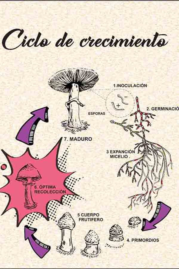 Descripción de la imagen