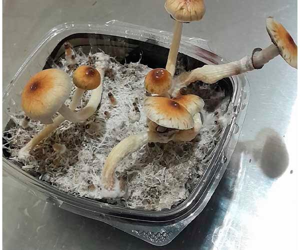 kit de fructificación de hongos psilocibes micelio mazapatec y mckennaii 